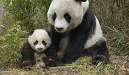 熊猫飞飞爆料最新,娱乐圈最新热点事件大曝光！