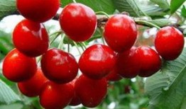 樱桃琥珀爆料视频完整版,揭秘娱乐圈幕后真相