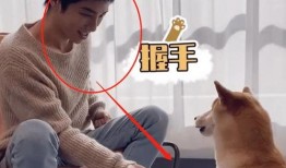 狗子爆料周冬雨视频,揭秘明星幕后生活片段