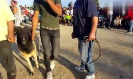 缅甸爆料人波哥视频,缅甸内幕视频曝光惊人真相