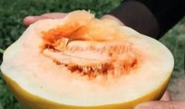 免费吃瓜的礼物有哪些,盘点那些让人惊喜的礼物清单