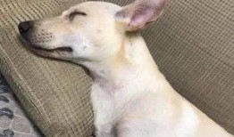 狗子爆料周冬雨视频,揭秘明星幕后生活片段