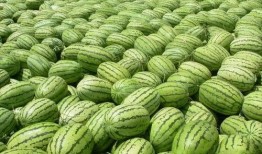 今日吃瓜必吃大瓜免费