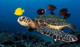 海龟爸爸爆料了吗视频播放,揭秘幕后真相