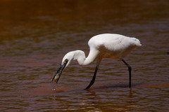 爱豆吃瓜娱乐白鹭,白鹭带你揭秘娱乐圈幕后故事